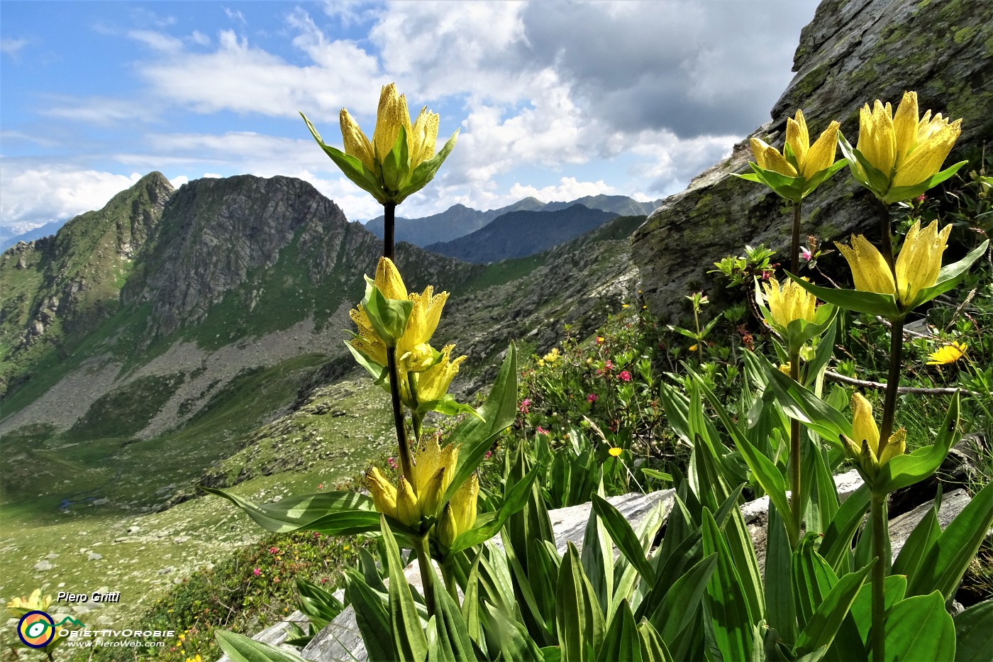 46 Genziana puntata (Gentiana punctata) per il Foppone.JPG